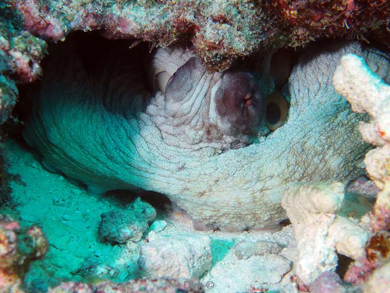 duiken malediven zuid ari atoll