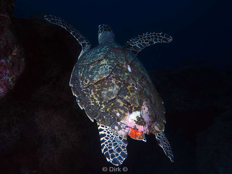 duiken malediven zuid ari atoll