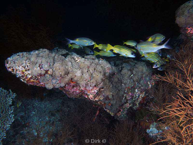 duiken malediven zuid ari atoll