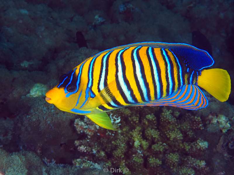 duiken malediven zuid ari atoll