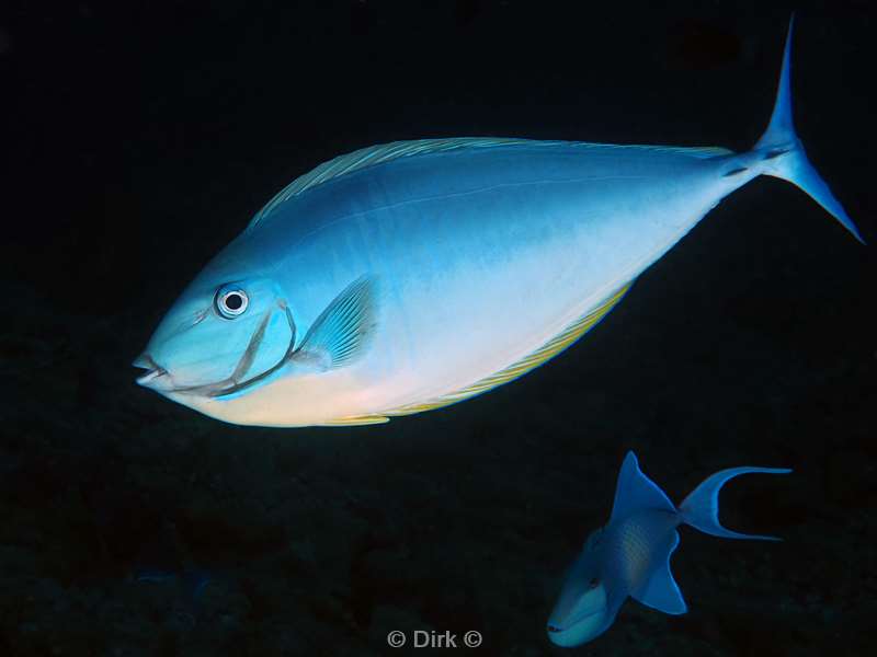 duiken malediven zuid ari atoll