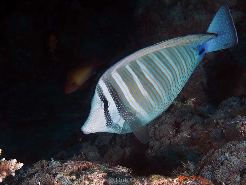 duiken malediven zuid ari atoll