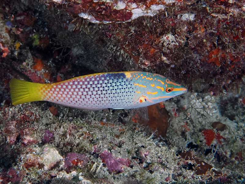 duiken malediven zuid ari atoll