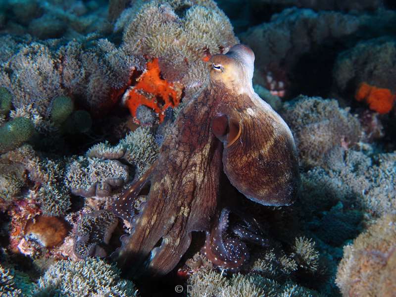 duiken malediven zuid ari atoll