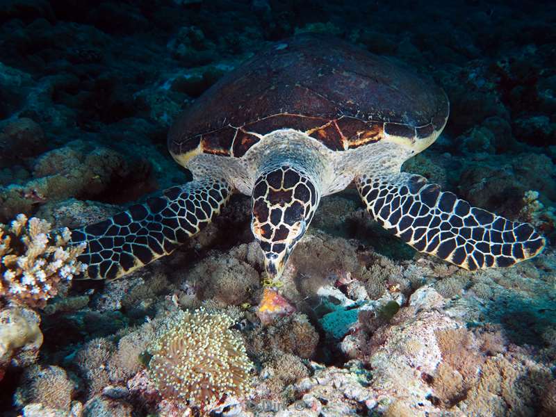 duiken malediven zuid ari atoll
