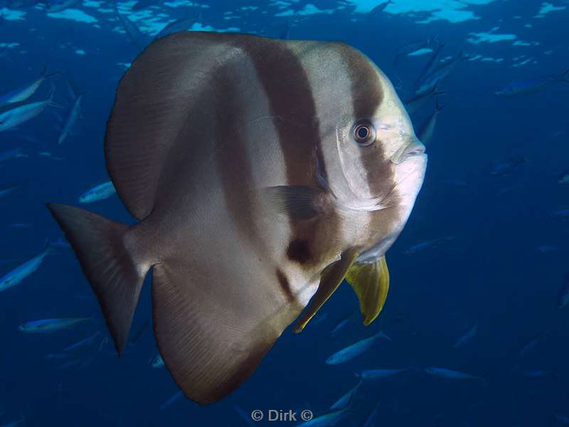 duiken malediven zuid ari atoll