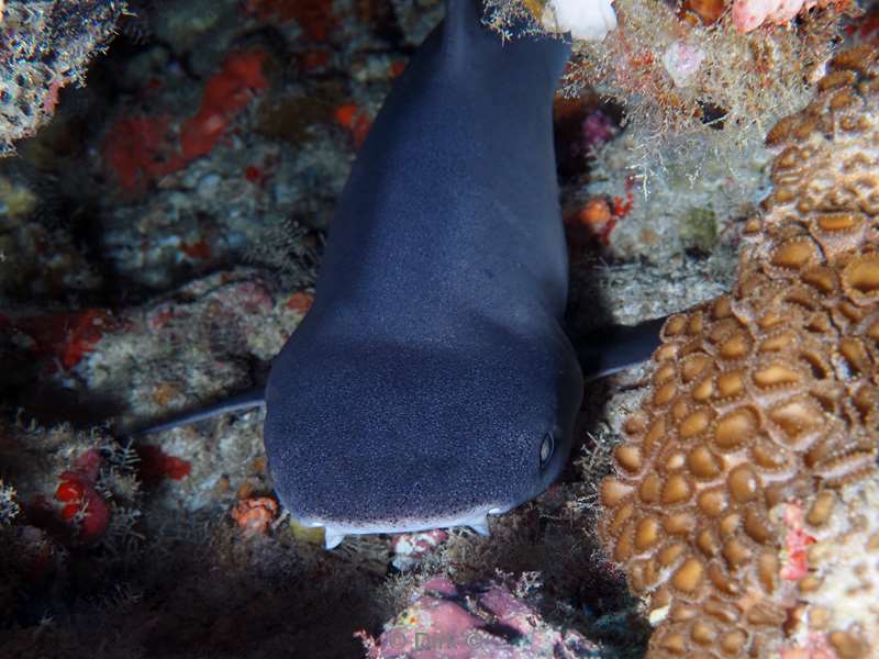 duiken malediven zuid ari atoll