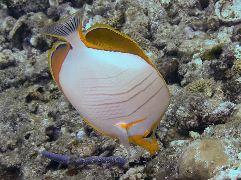 duiken malediven zuid ari atoll