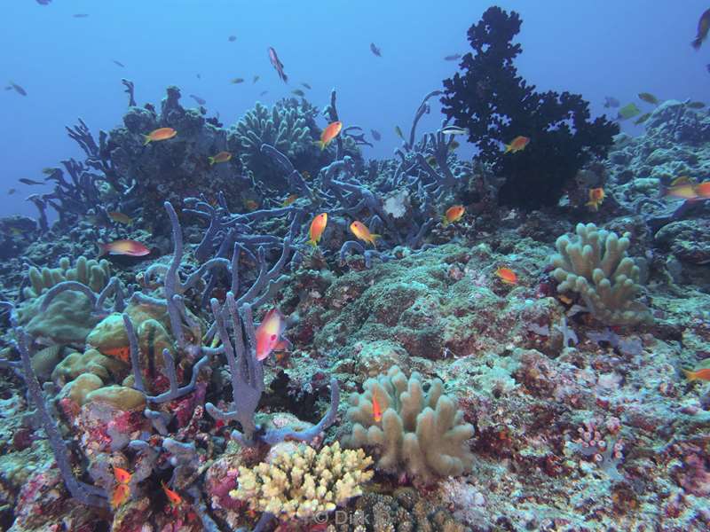 duiken malediven zuid ari atoll