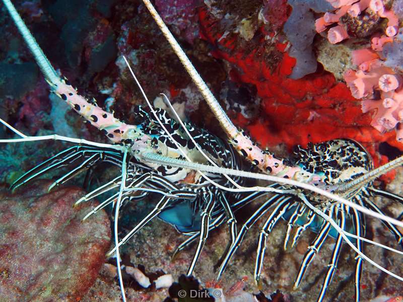 duiken malediven zuid ari atoll