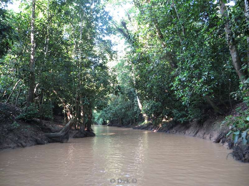 malaysia borneo kinabatangan rivier
