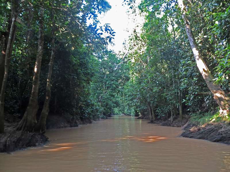malaysia borneo kinabatangan river