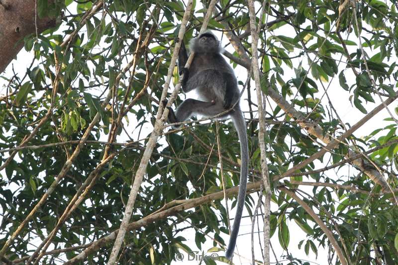 maleisie borneo kinabatangan rivier makaken