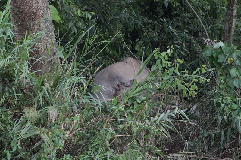 malaysia borneo kinabatangan river elephant