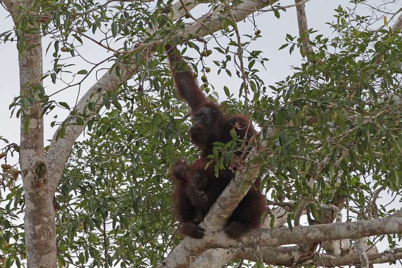 malaysia borneo kinabatangan river orangutan