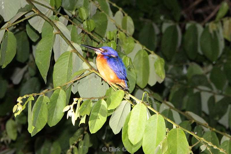 malaysia borneo kinabatangan rivier kingfisher