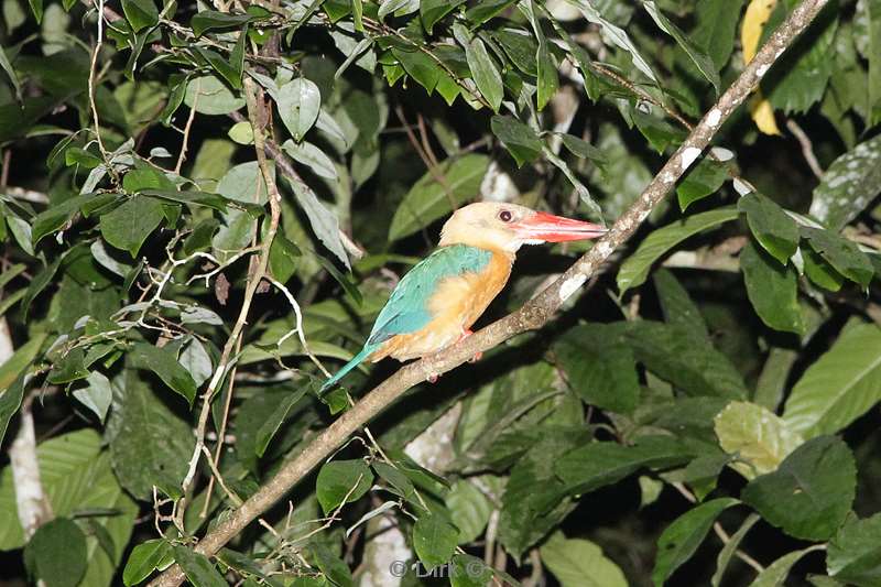 malaysia borneo kinabatangan rivier kingfisher