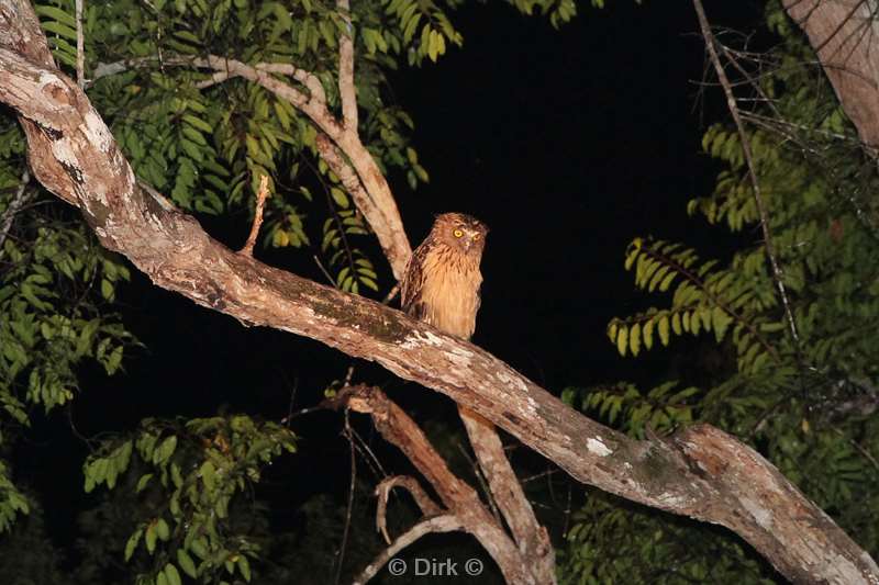 malaysia borneo kinabatangan river owl
