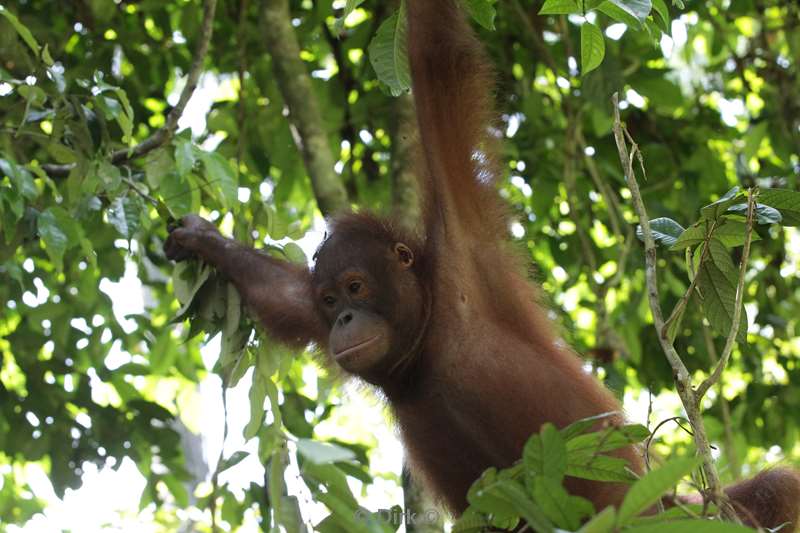 borneo sepilok orang utan rehabilitation centre