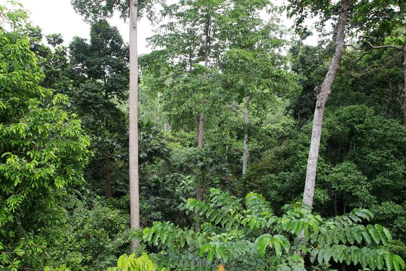 maleisie borneo sepilok rainforest discovery center