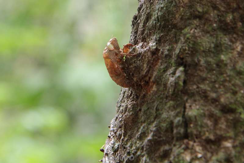 maleisie borneo sepilok rainforest discovery center