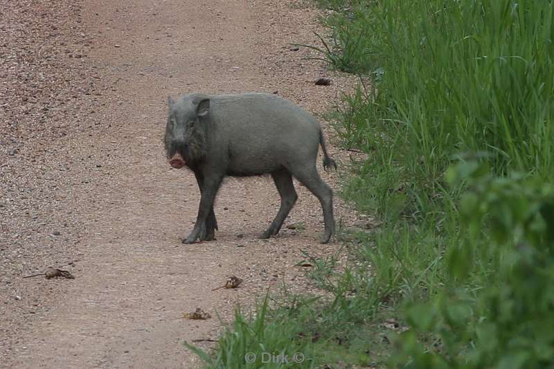malaysia borneo tabin wildlife reserve bearded pig.