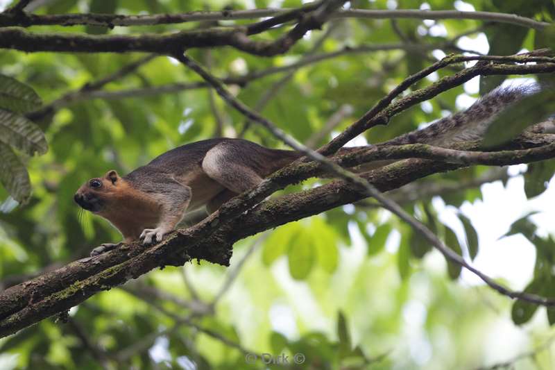 malaysia borneo tabin wildlife reserve gaint squirrel