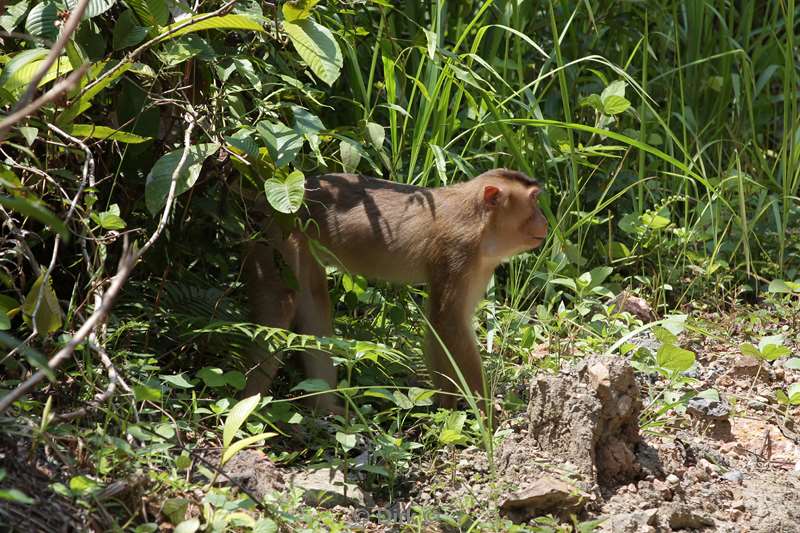 malaysia borneo tabin wildlife reserve pigtail macaques