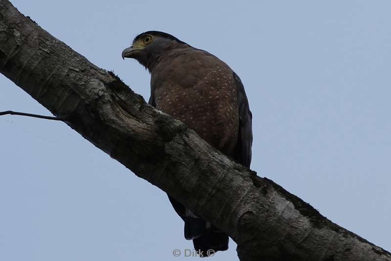 malaysia borneo tabin wildlife reserve bird