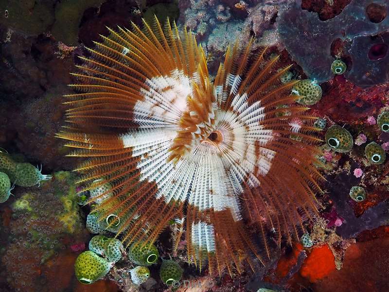 duiken sipadan tube worm