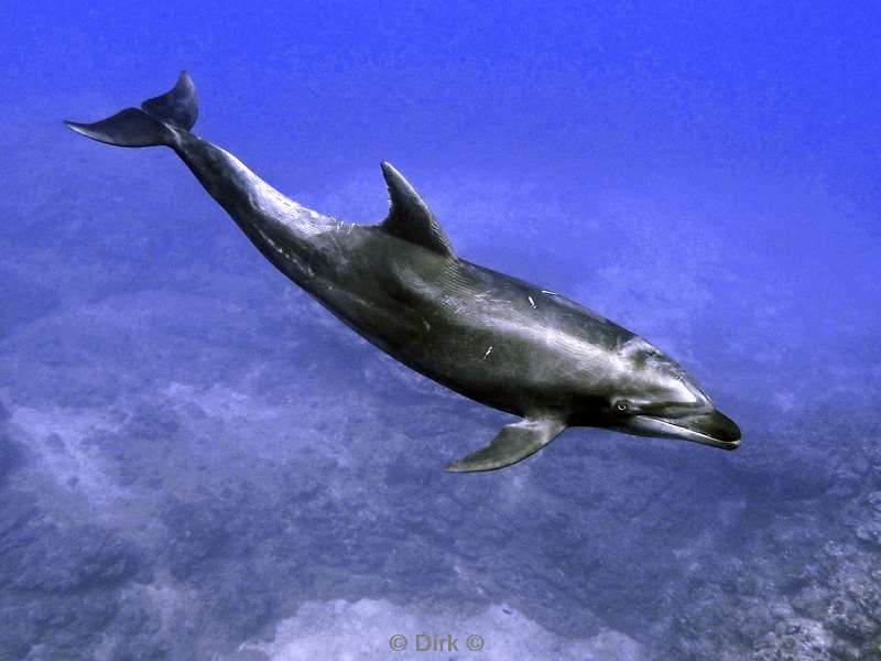 socorro cabo pearle dolphin