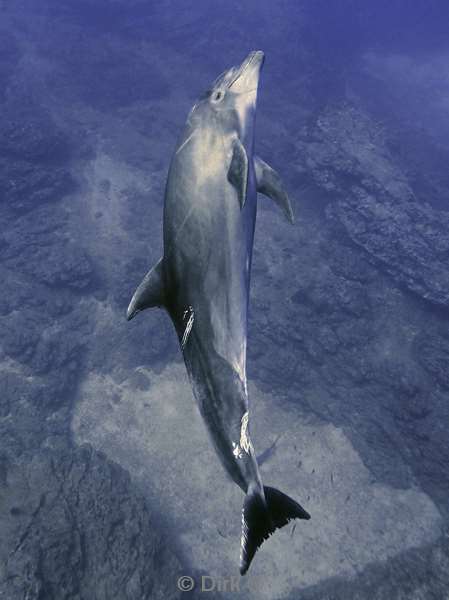 duiken socorro cabo pearle dolphin