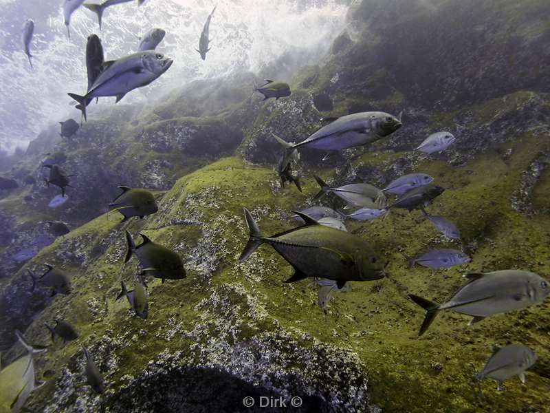duiken roca partida jackfish