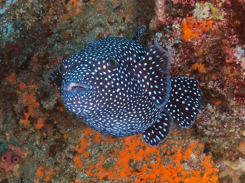 duiken la reyna zee van cortez pufferfish