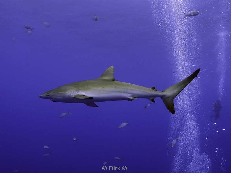 duiken san benedicto silky shark