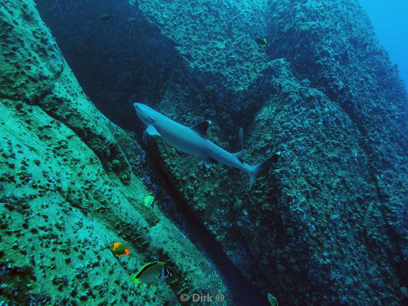 duiken roca partida whitetip reef shark