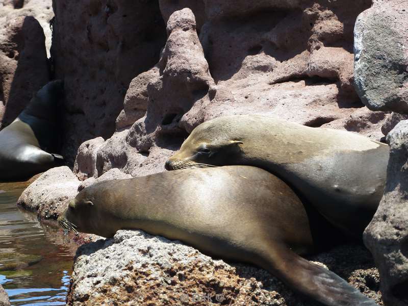 diving los islotes sea of cortez sea lions