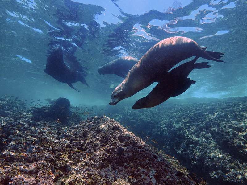 duiken carpenter rock zee van cortez zeeleeuwen