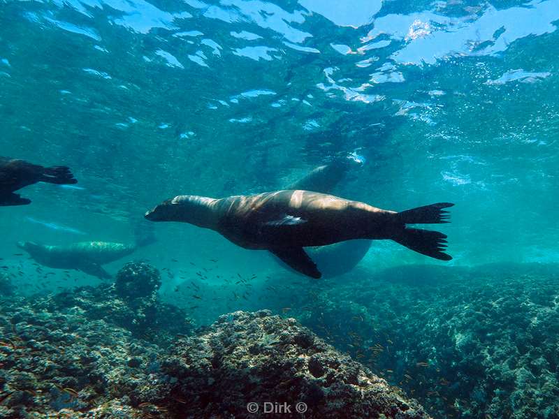 duiken la reyna zee van cortez zeeleeuwen