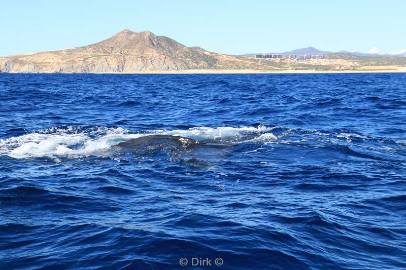 humpback whale cabo san lucas mexico