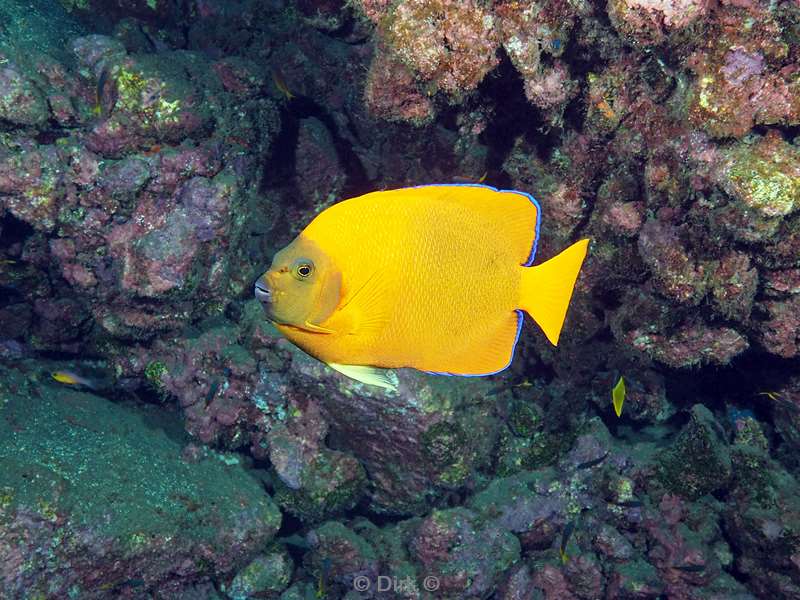 san benedicto clarion butterfly fish