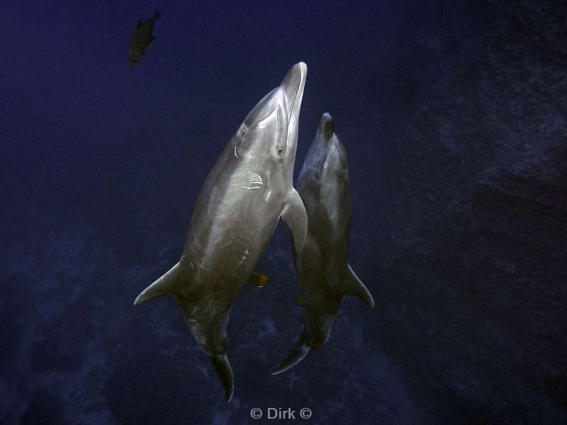 san benedicto dolphins