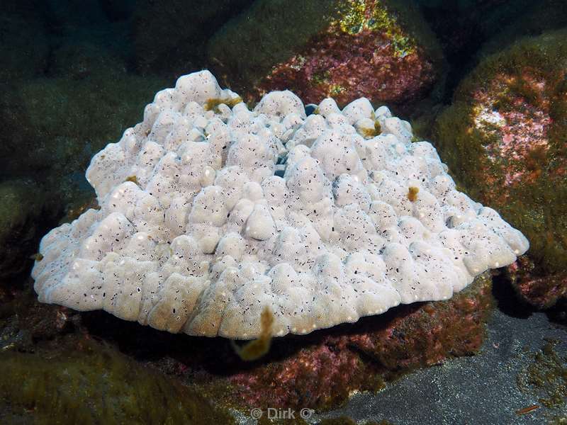 duiken san benedicto koraal