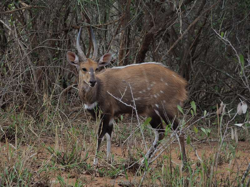 bosbok kruger national park zuid-afrika