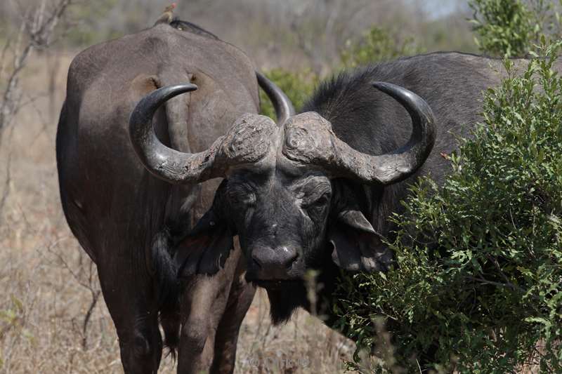 buffel kruger national park zuid-afrika