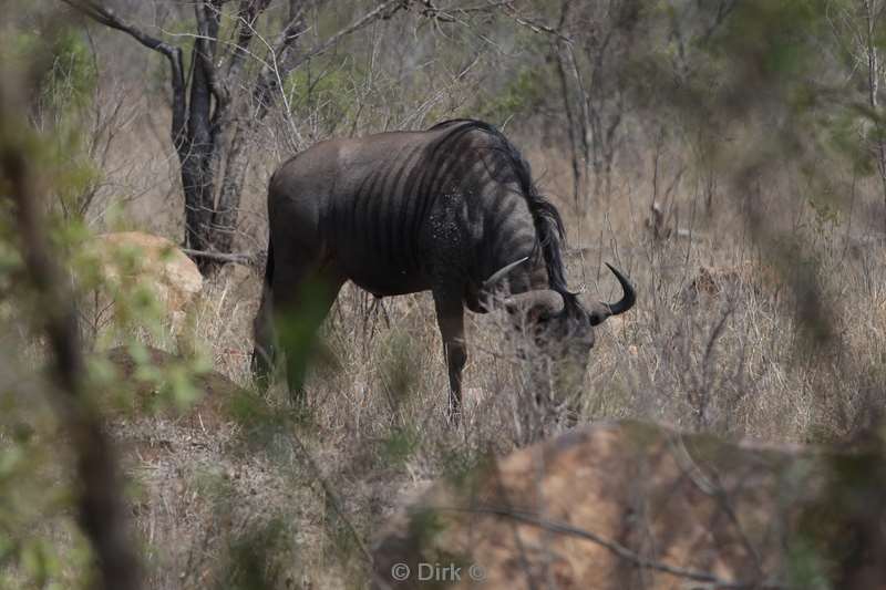 gnu kruger national park south africa