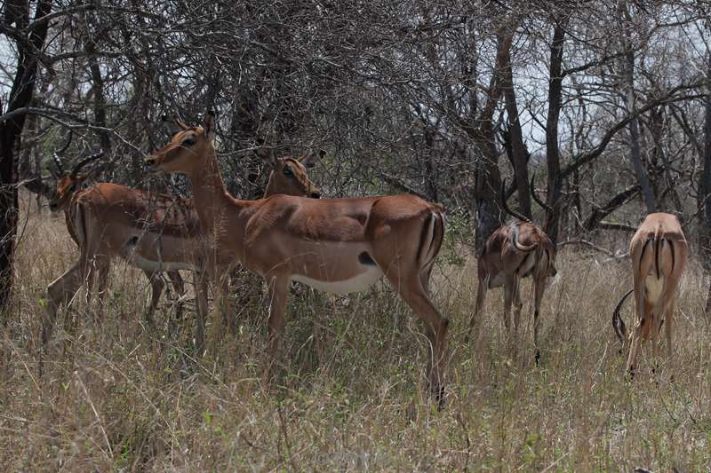 impala kruger national park zuid-afrika