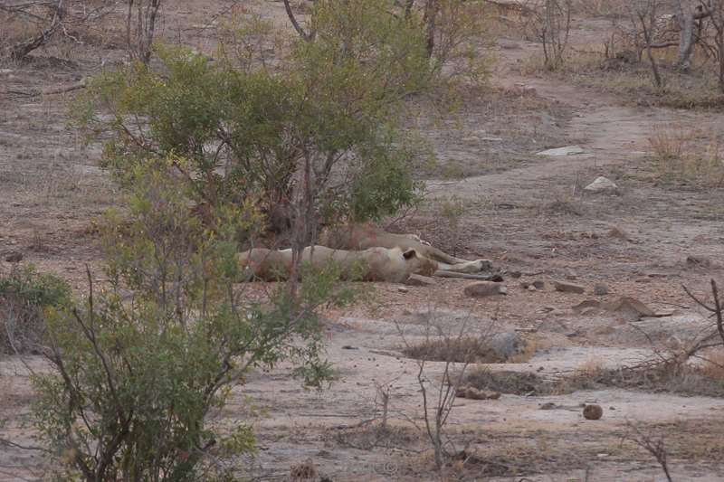 leeuwen kruger national park zuid-afrika