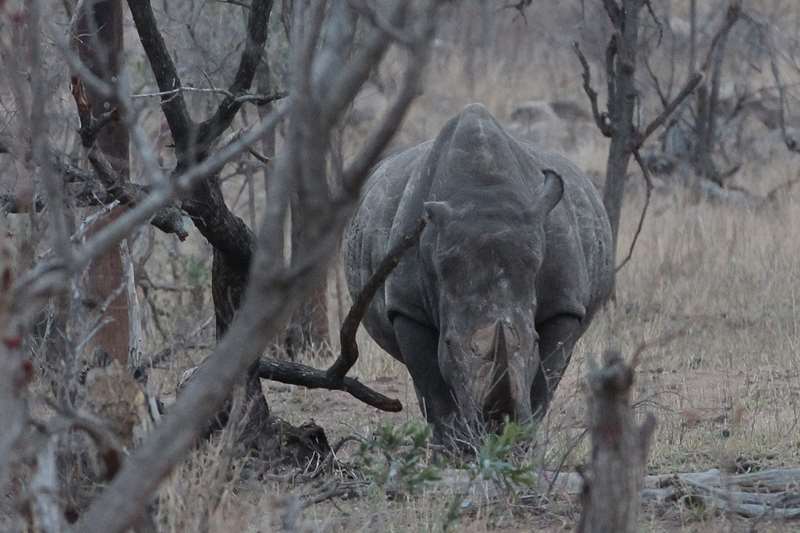 Rhinos kruger national park south africa