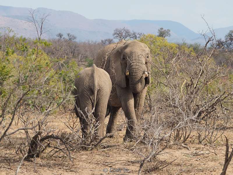 olifanten kruger national park zuid-afrika
